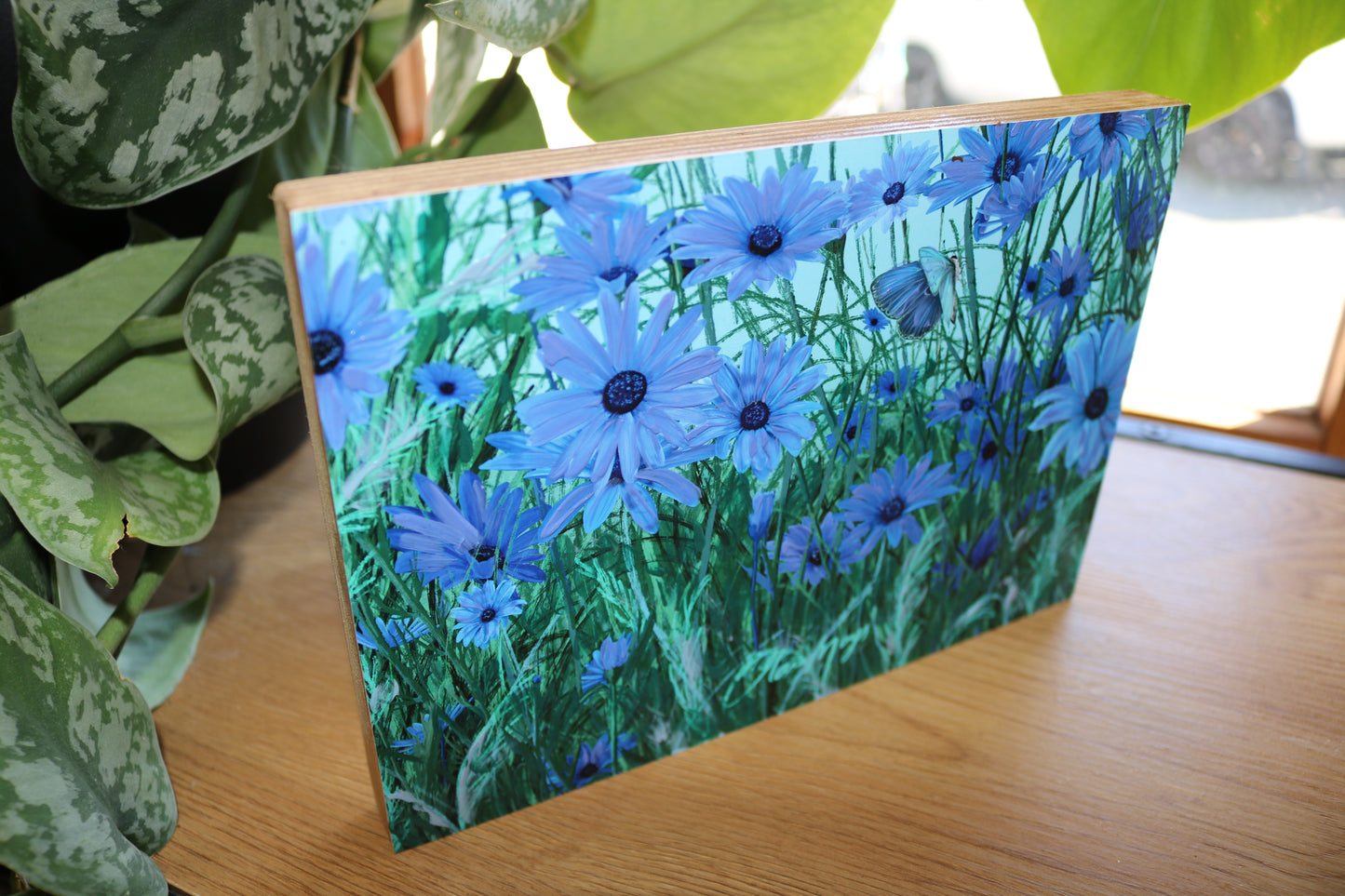 Blue African Daisies Mount Block