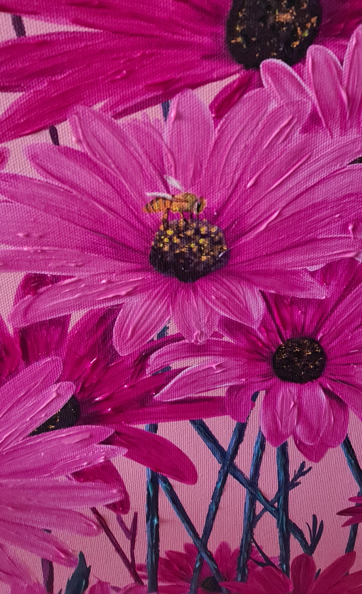 Pink African Daisy Canvas