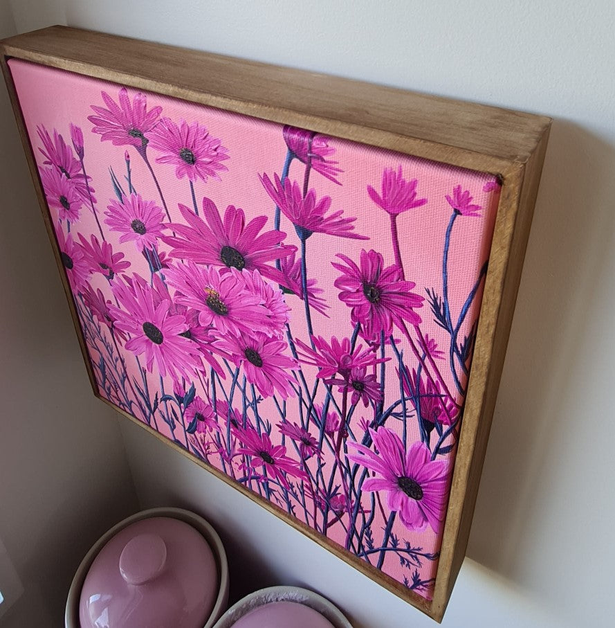 Pink African Daisy Canvas
