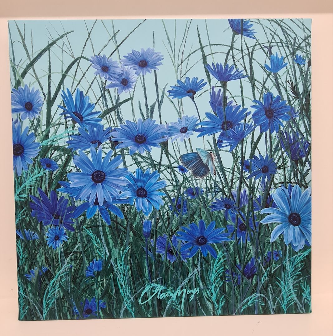 Blue African Daisy - Canvas