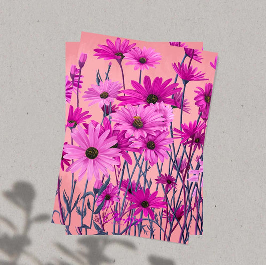 Pink African Daisy - Art Print